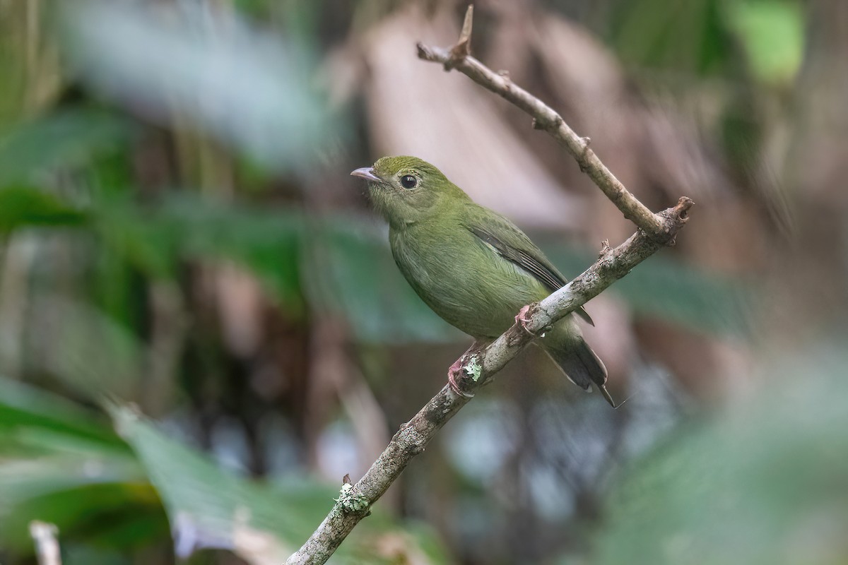 Swallow-tailed Manakin - Raphael Kurz -  Aves do Sul