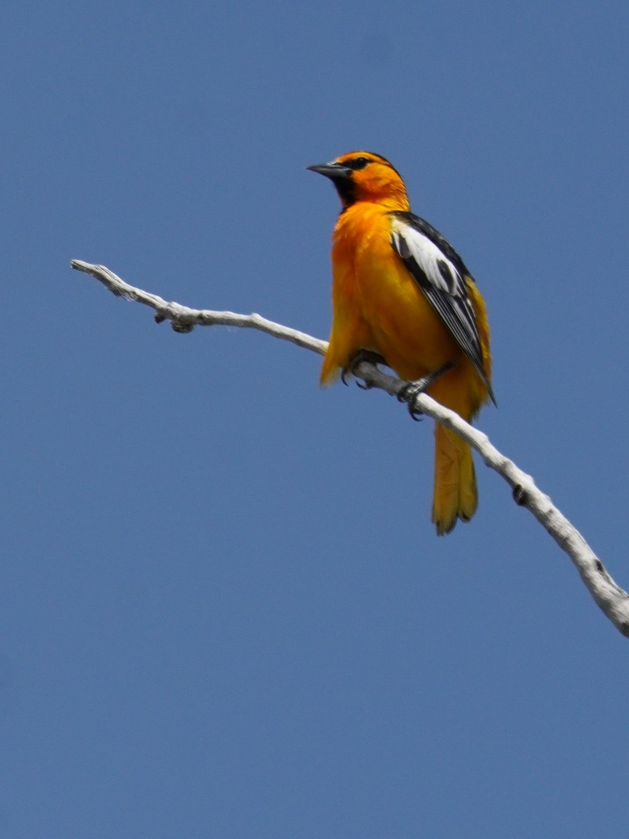 Bullock's Oriole - ML620723757