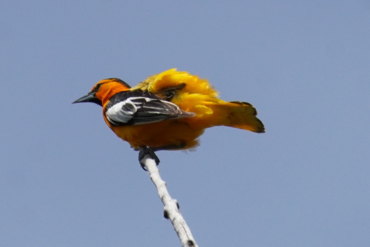 Oriole de Bullock - ML620723758