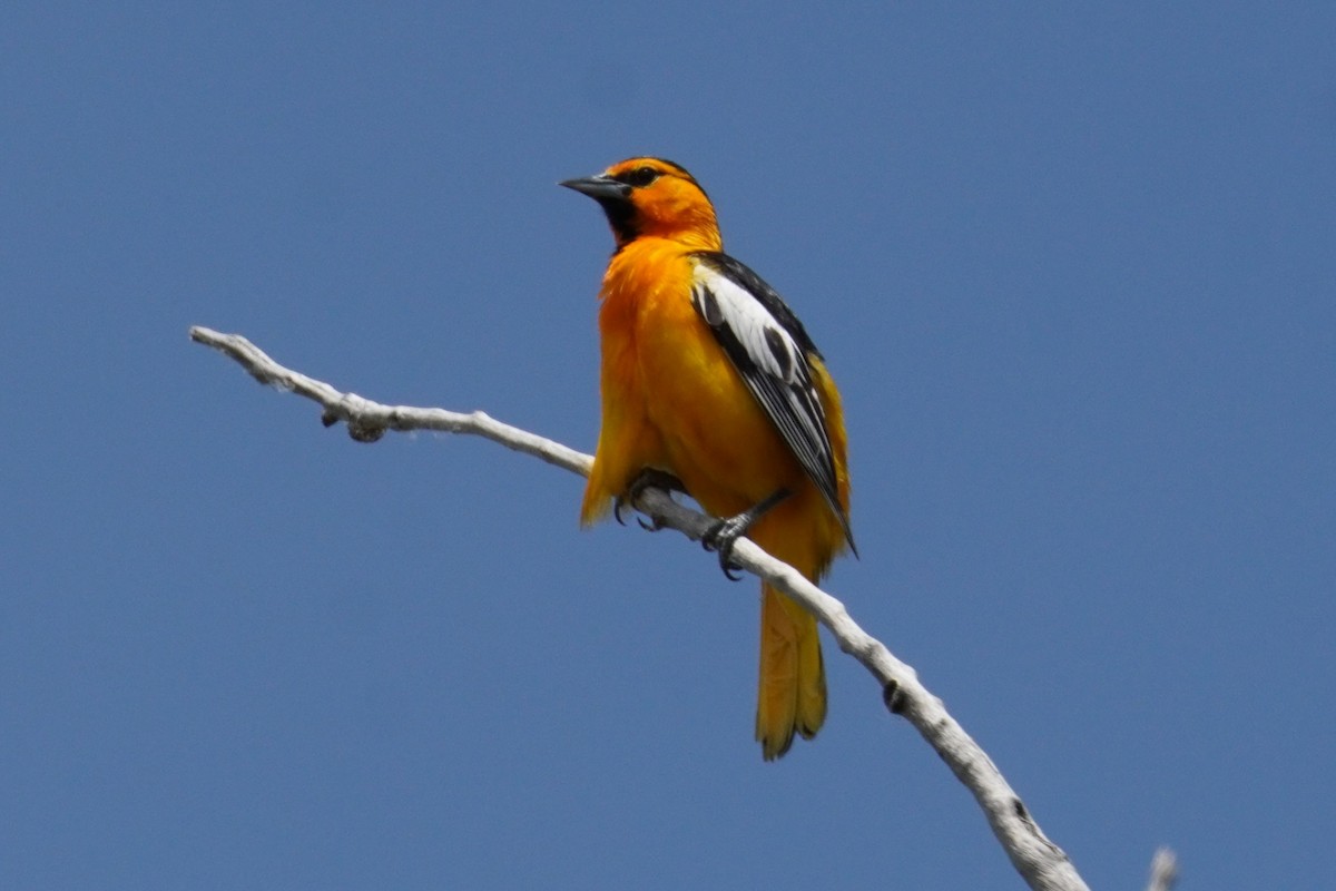 Oriole de Bullock - ML620723759