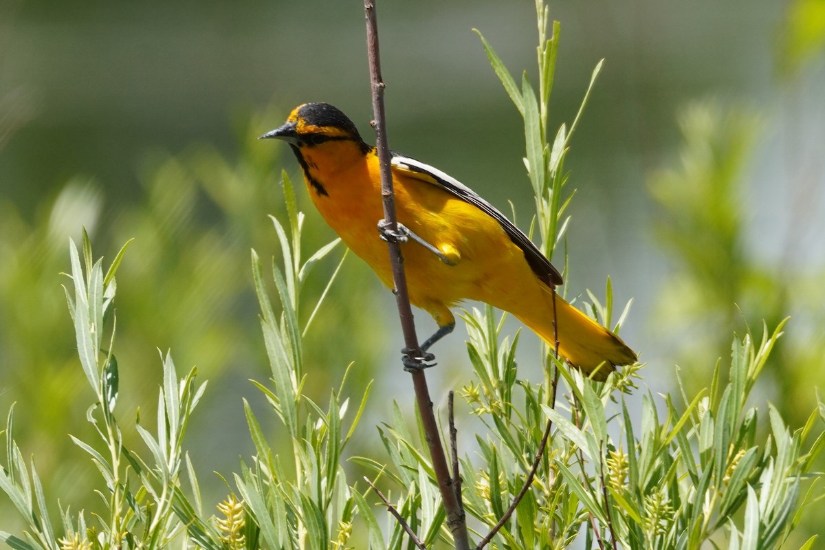 Bullock's Oriole - ML620723760