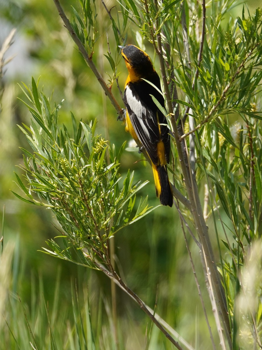 Oriole de Bullock - ML620723761