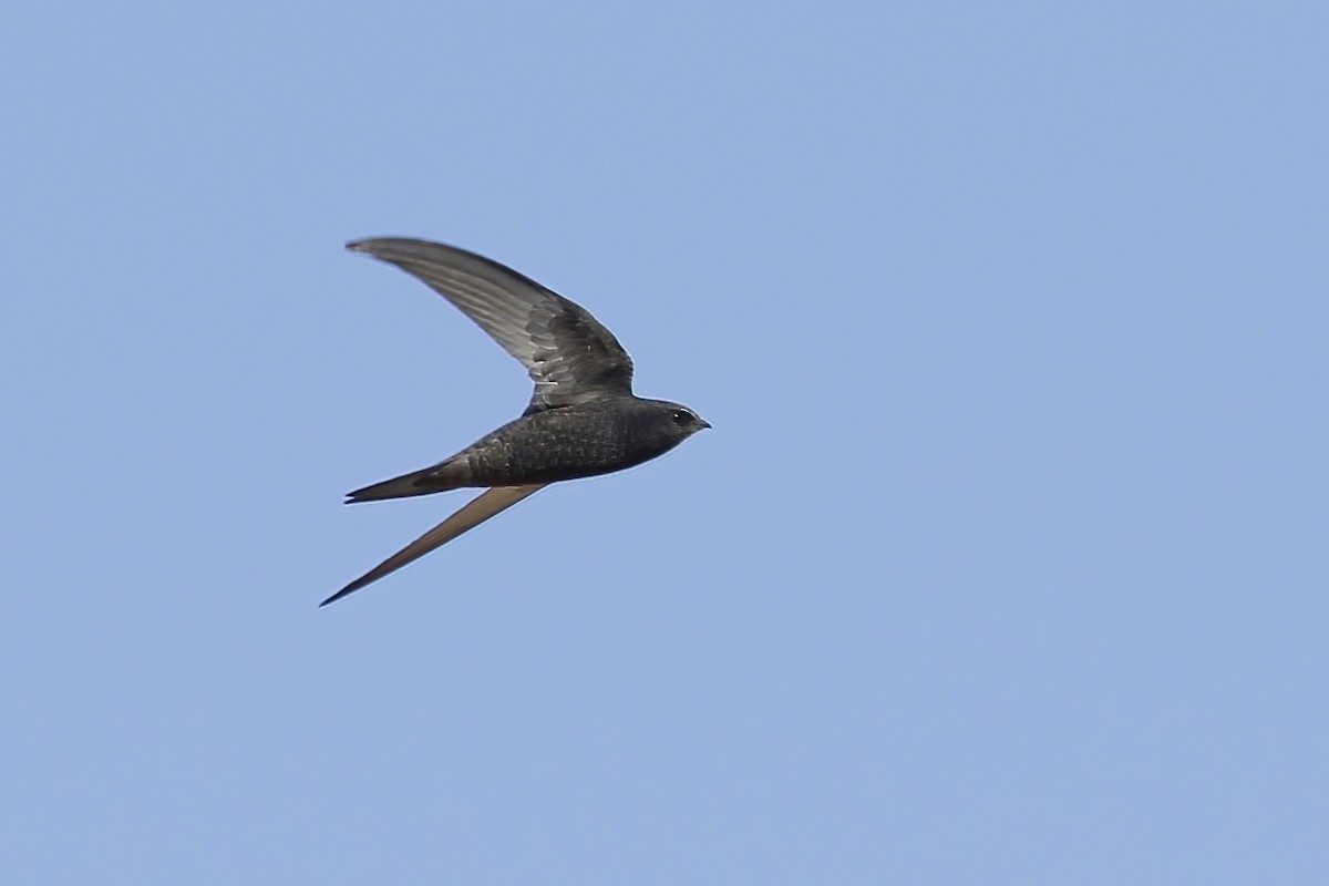 Common Swift - ML620723762