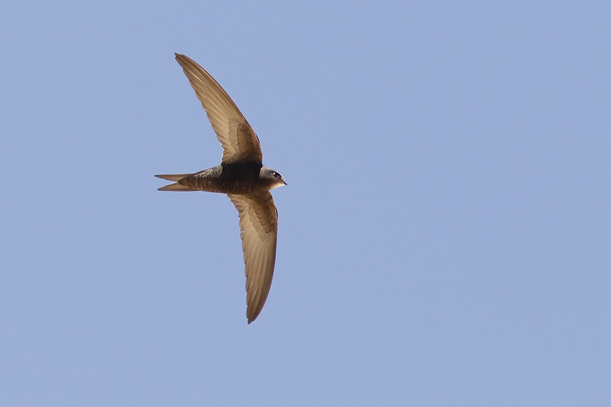 Common Swift - ML620723763