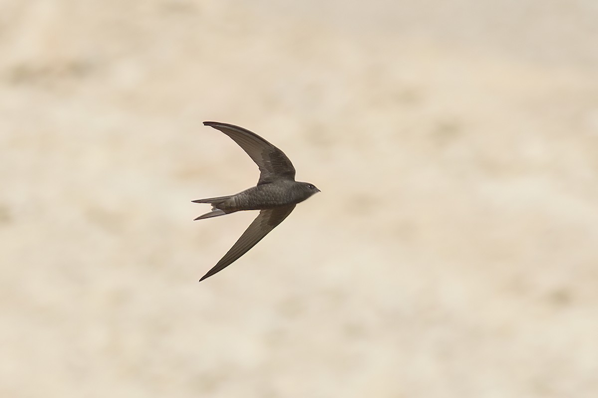 Common Swift - ML620723765