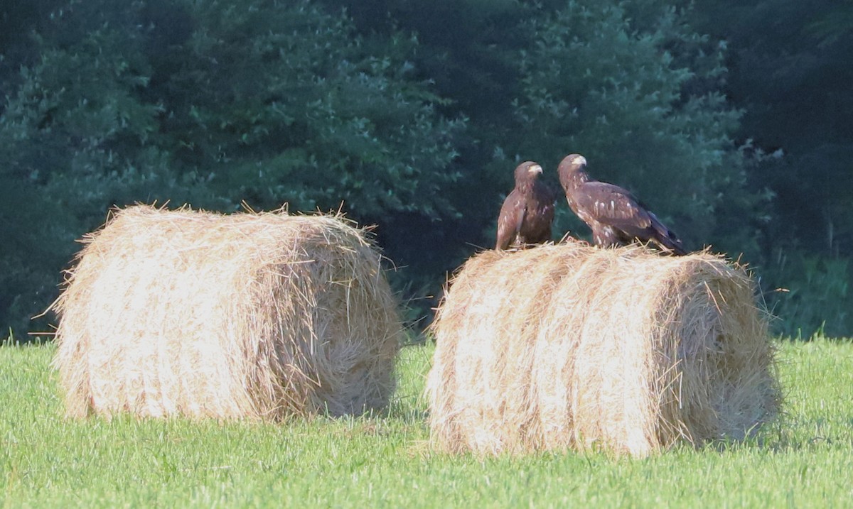 Bald Eagle - ML620723768