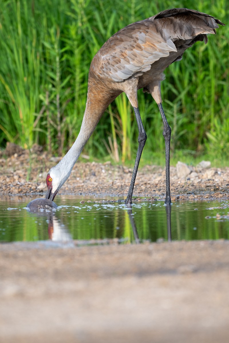 Sandhill Crane - ML620723771