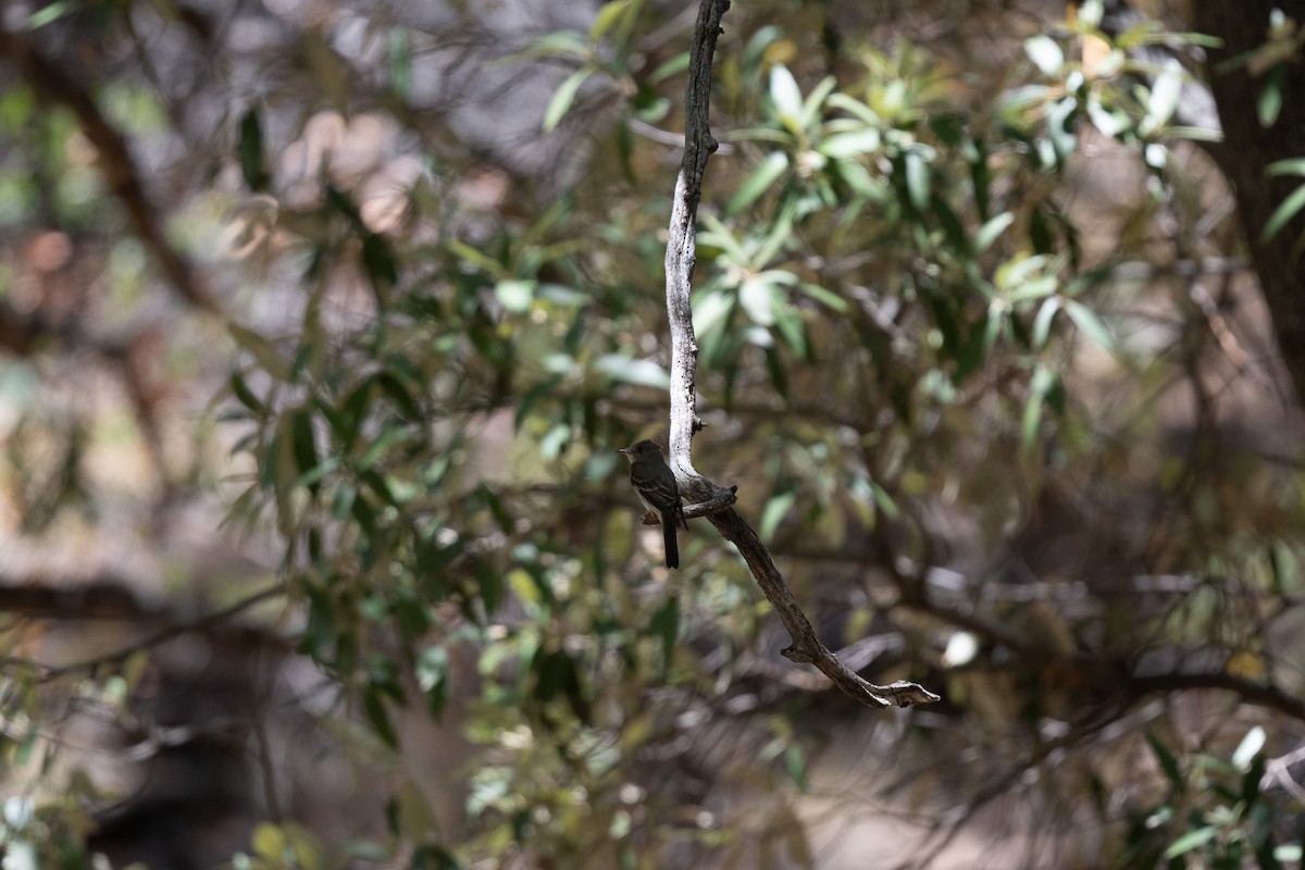 Western Wood-Pewee - ML620723772