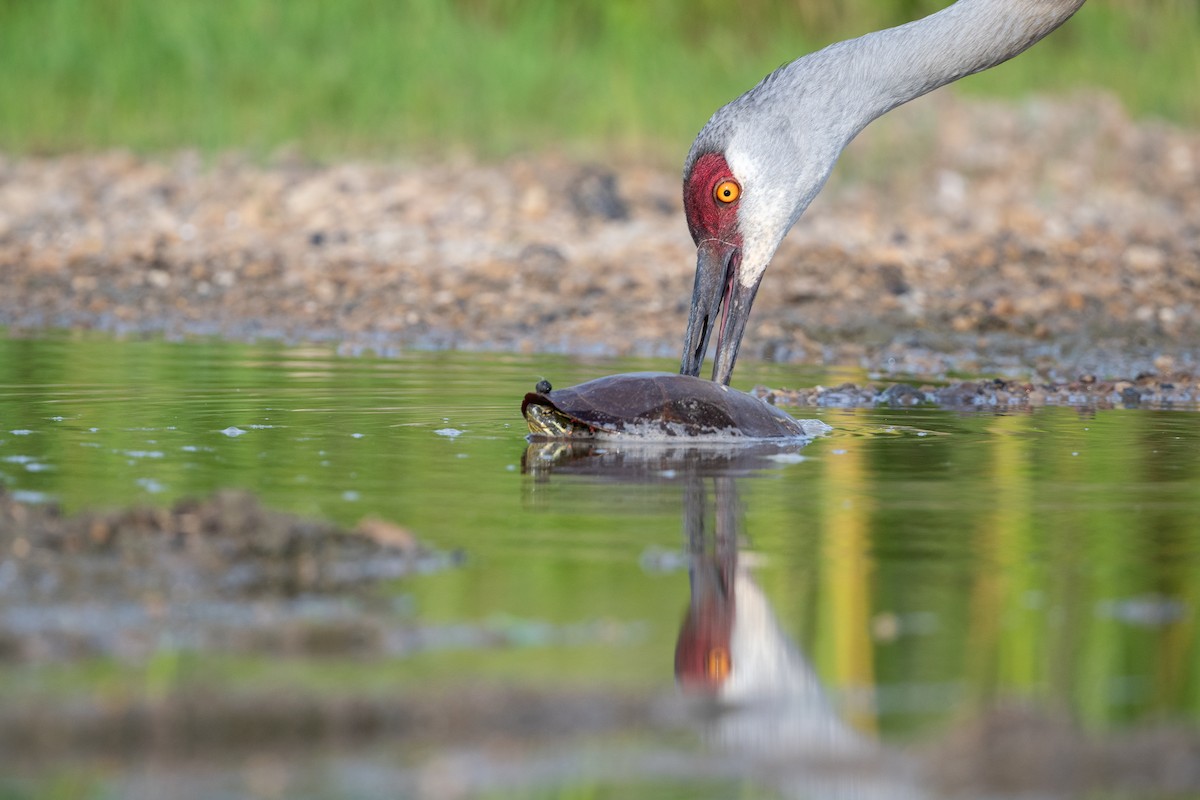 Sandhill Crane - ML620723776