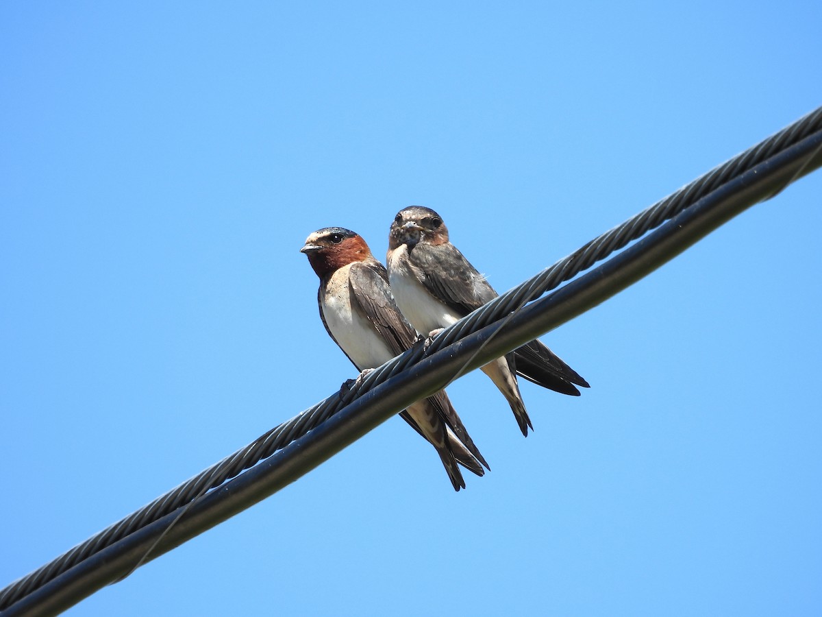 Cliff Swallow - ML620723777