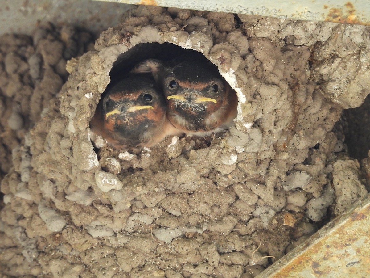 Cliff Swallow - ML620723778