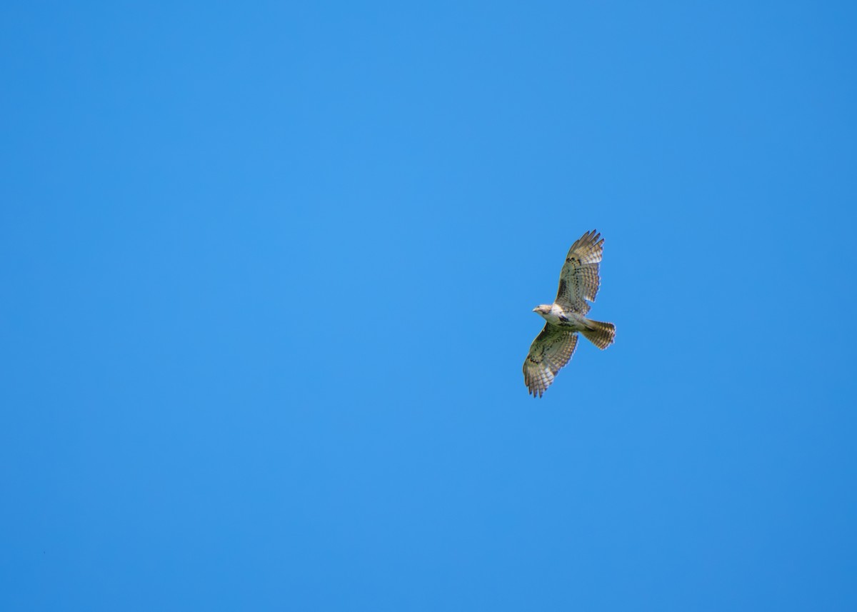 Red-tailed Hawk - ML620723786