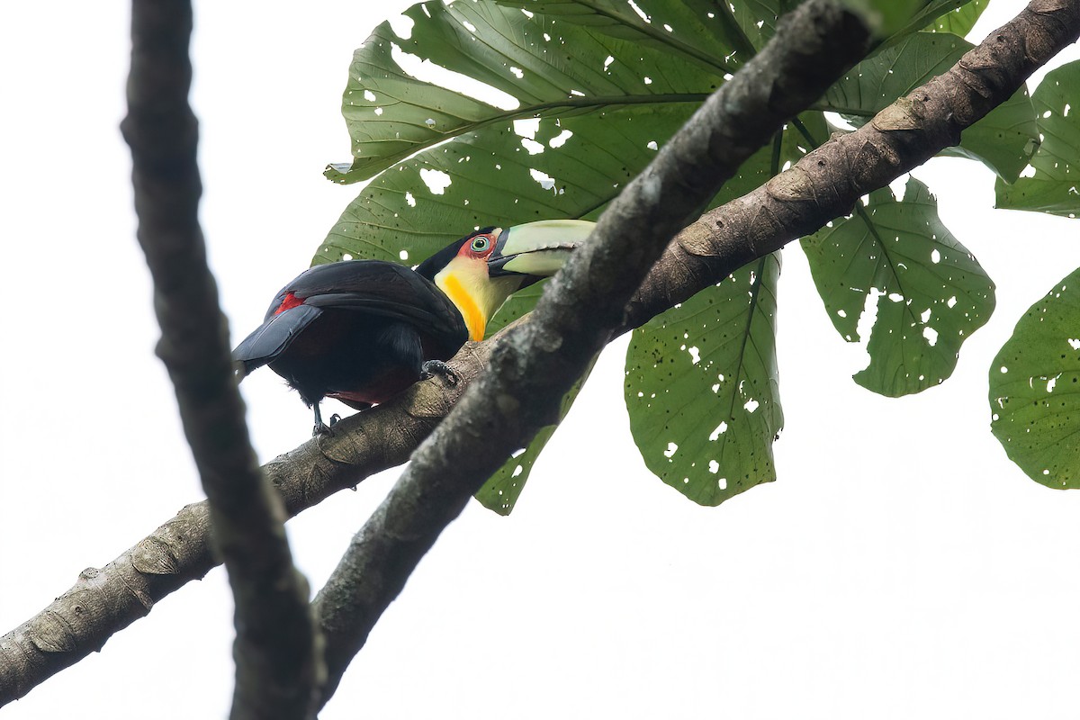 Red-breasted Toucan - ML620723787