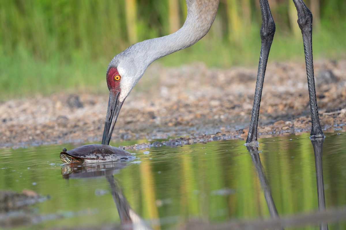 Sandhill Crane - ML620723789