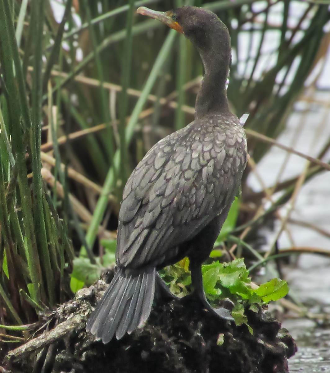 Double-crested Cormorant - ML620723790