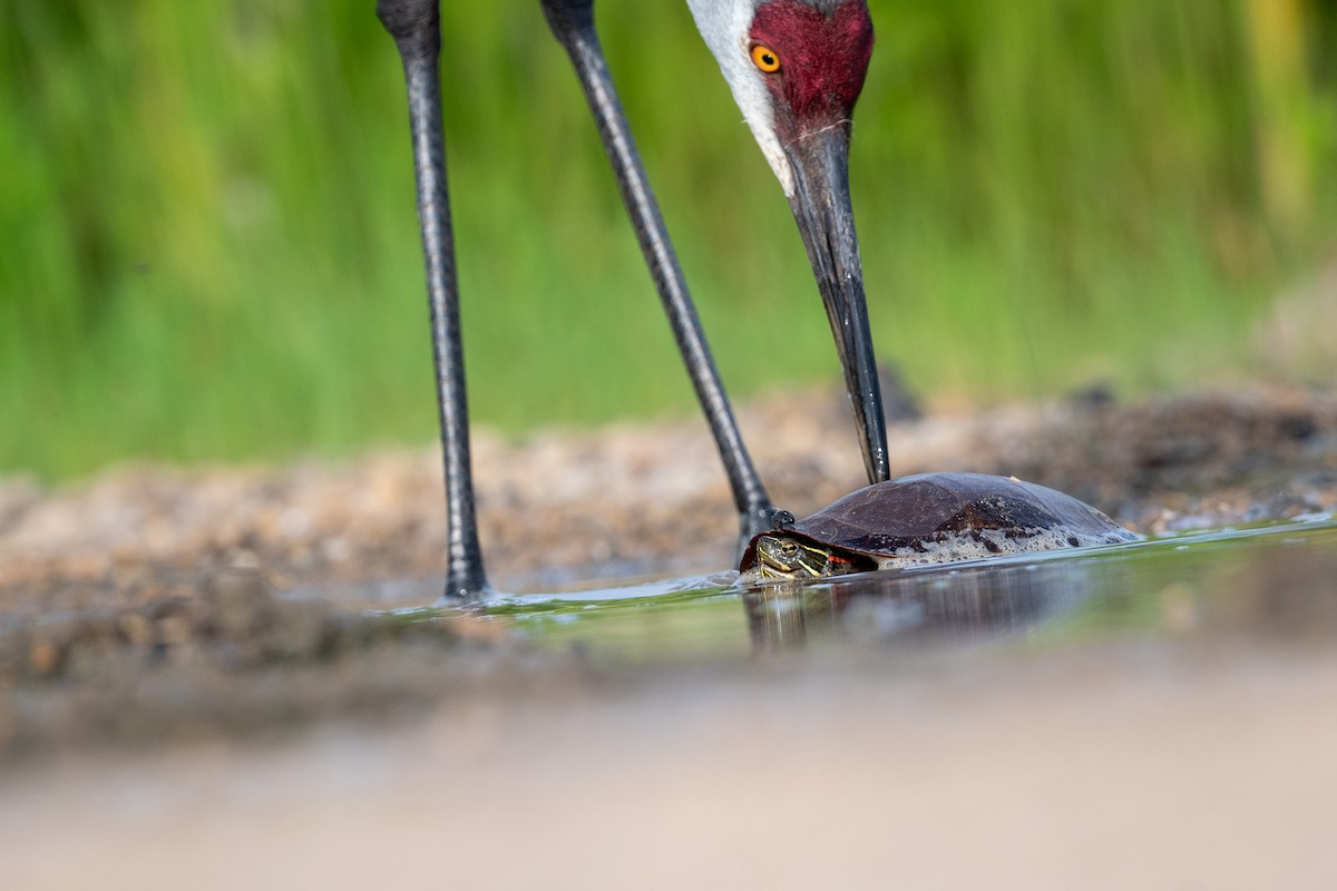 Sandhill Crane - ML620723794