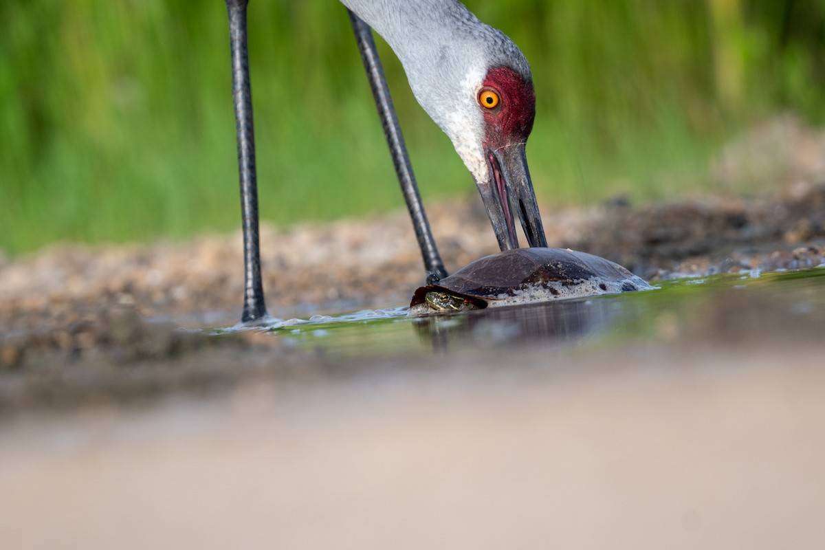 Sandhill Crane - ML620723801