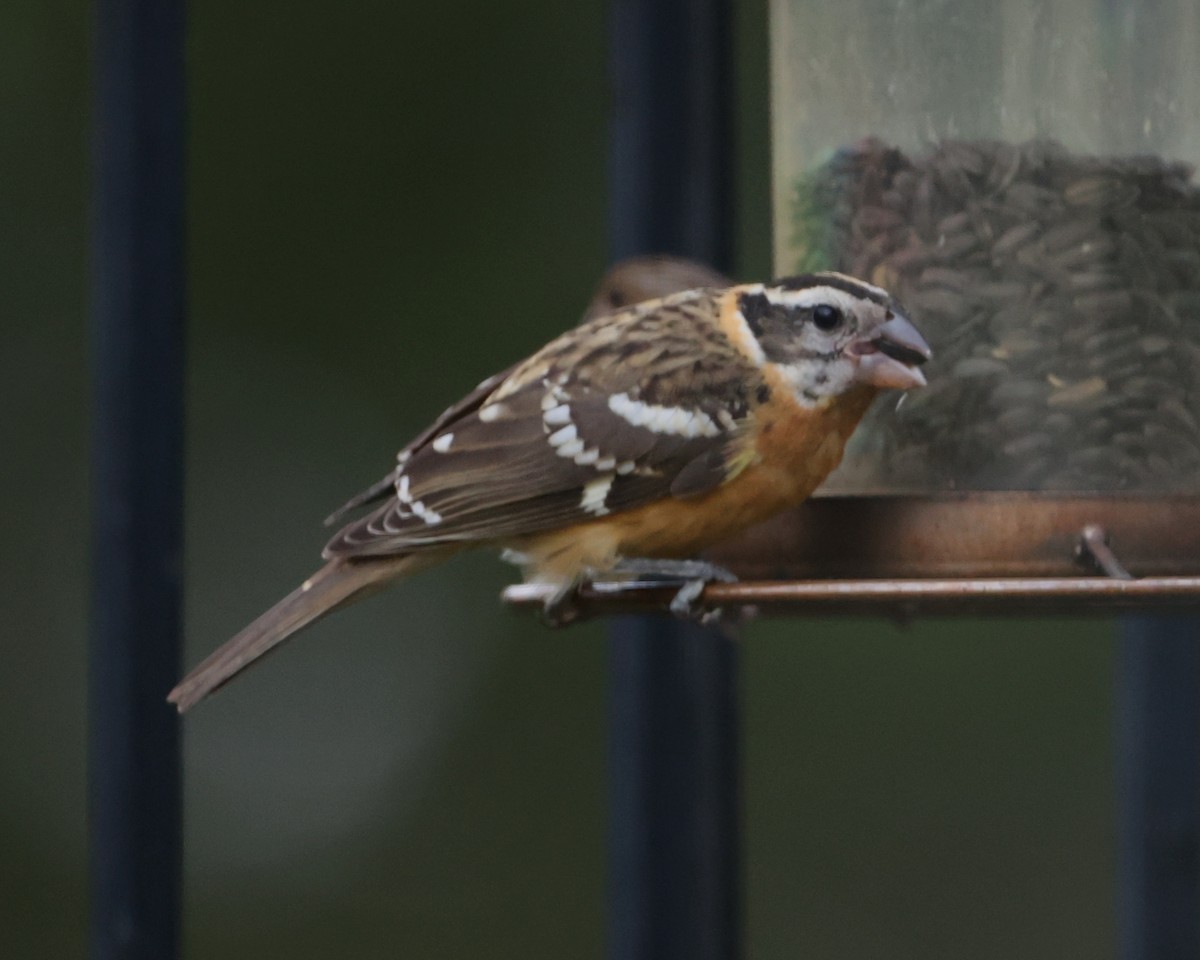 Black-headed Grosbeak - ML620723816