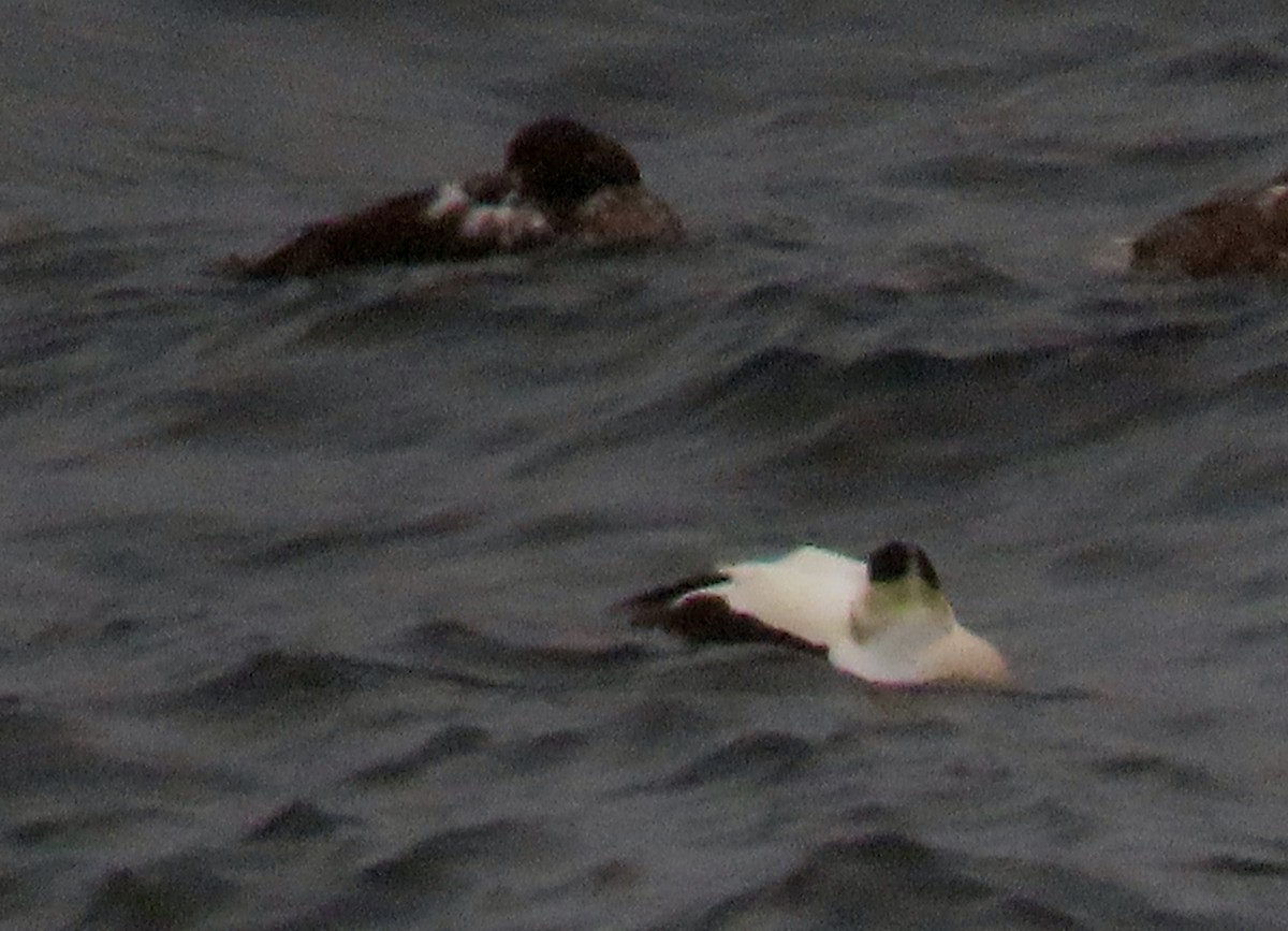 Common Eider - ML620723817