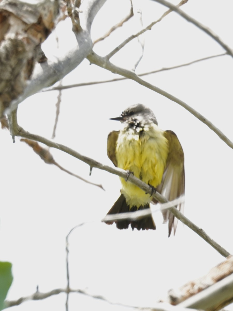 Western Kingbird - ML620723819