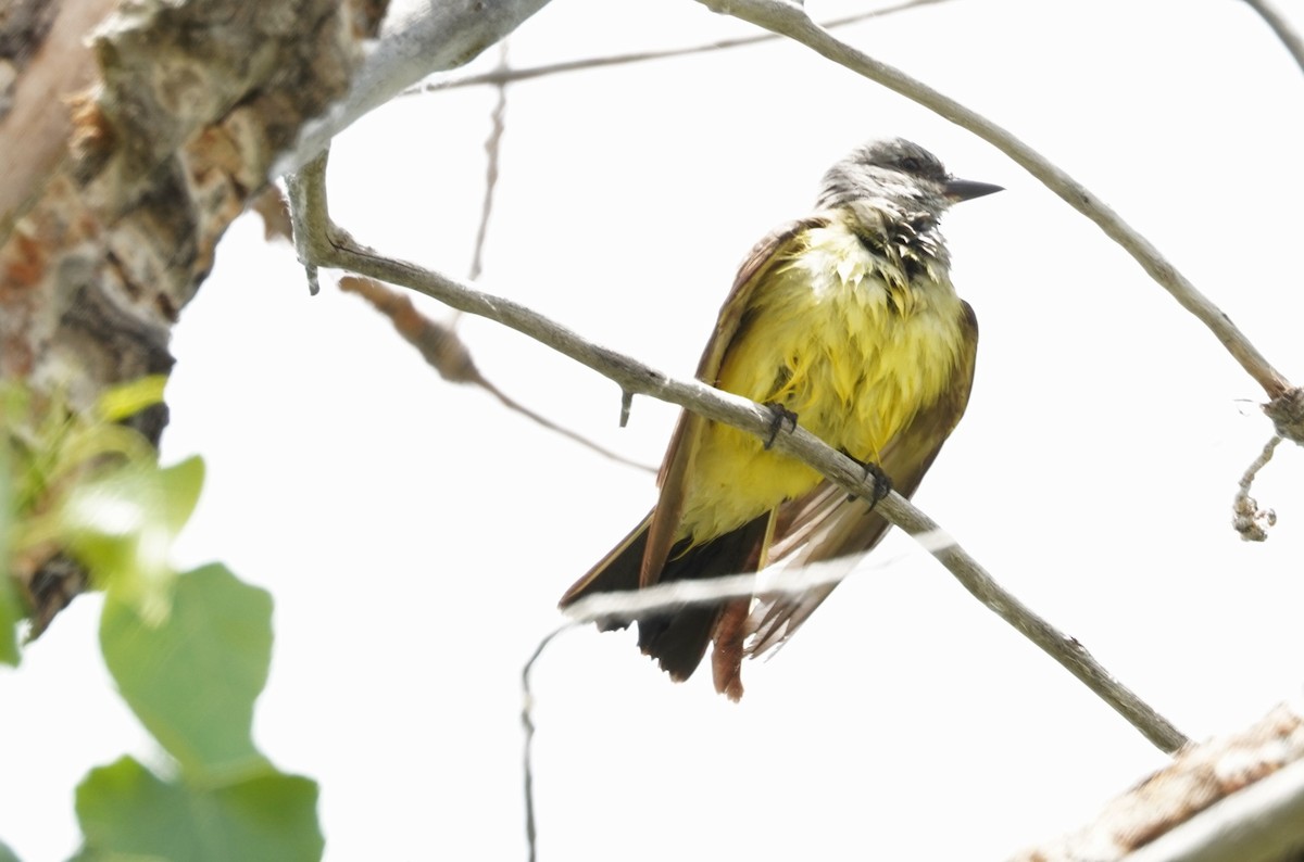 Western Kingbird - ML620723820