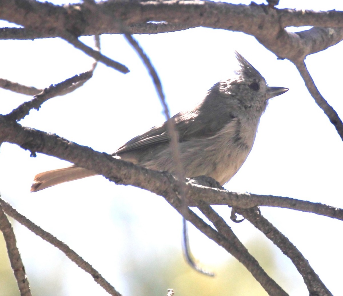 Juniper Titmouse - maxine reid