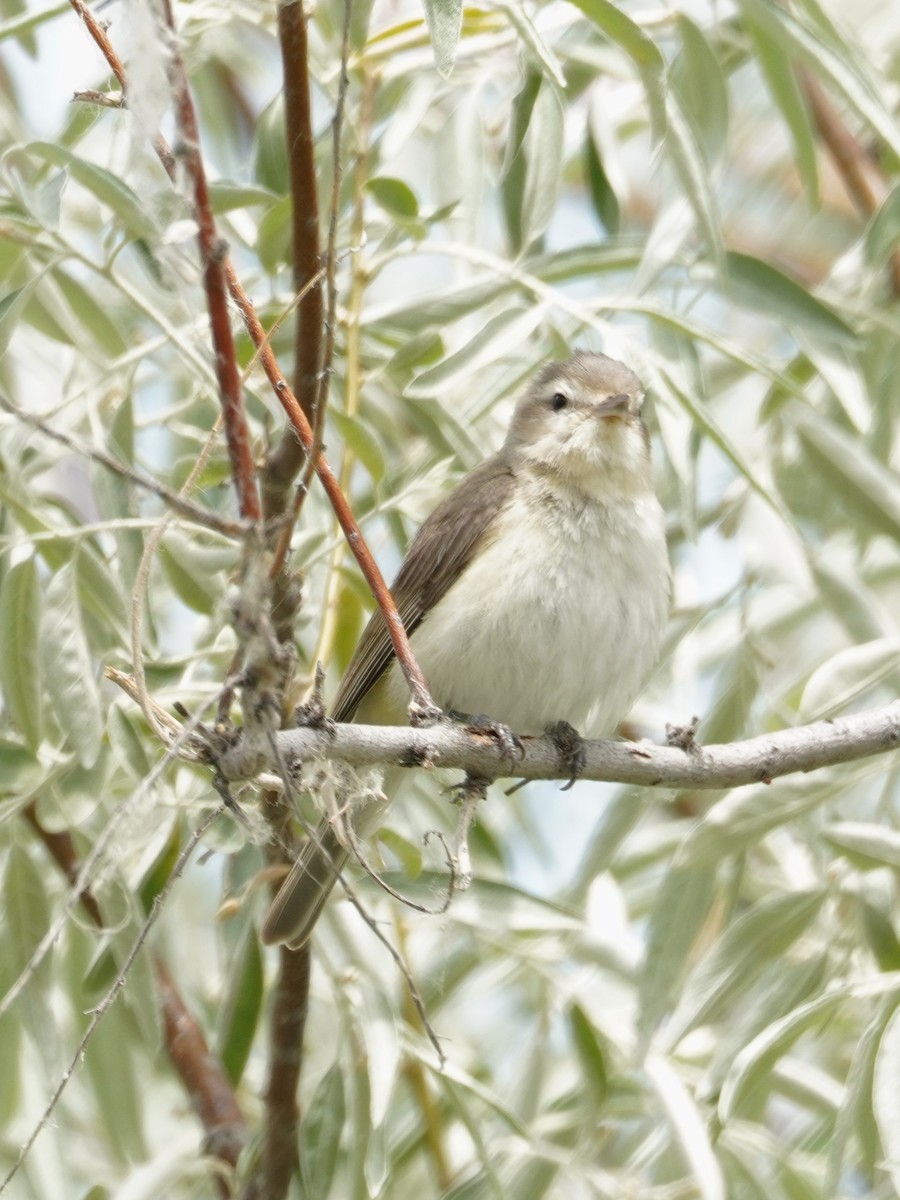 Warbling Vireo - ML620723828