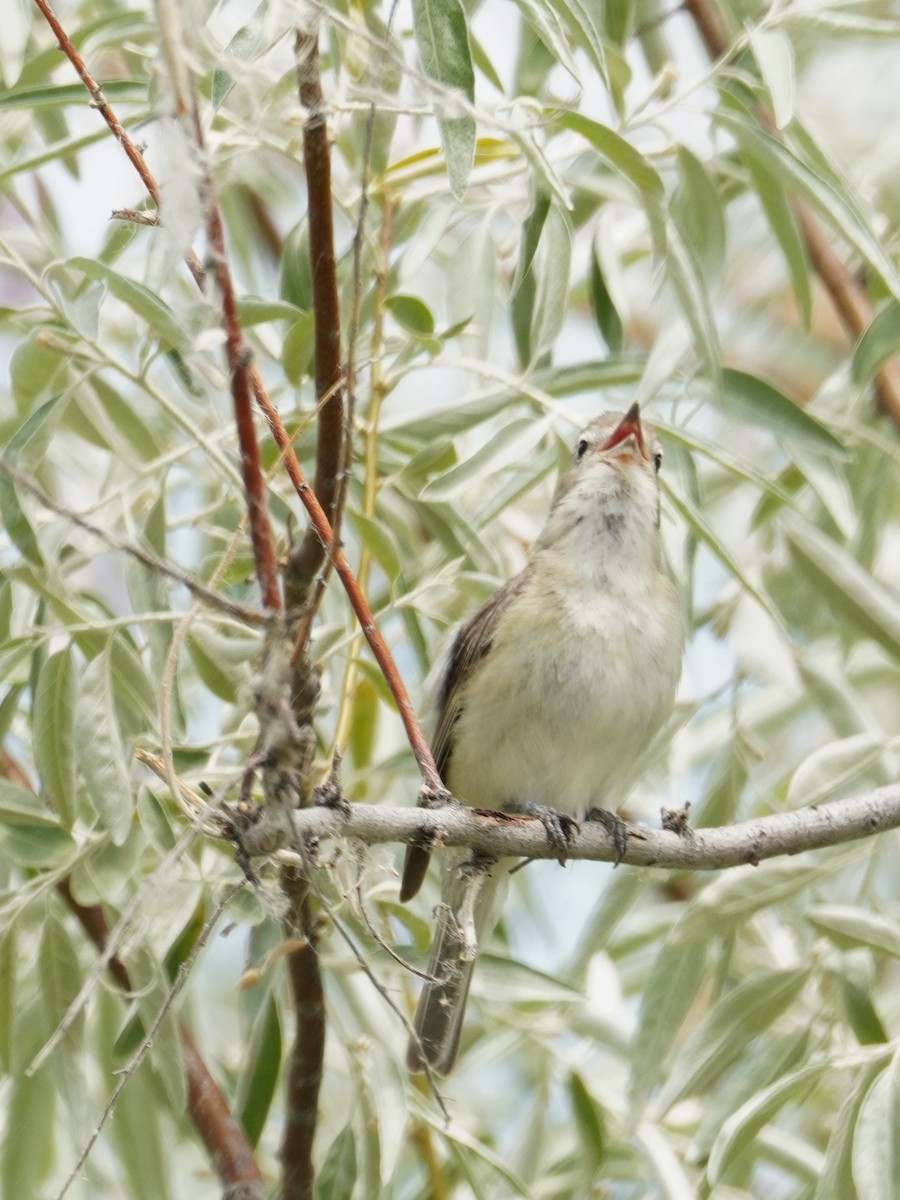 Warbling Vireo - ML620723830