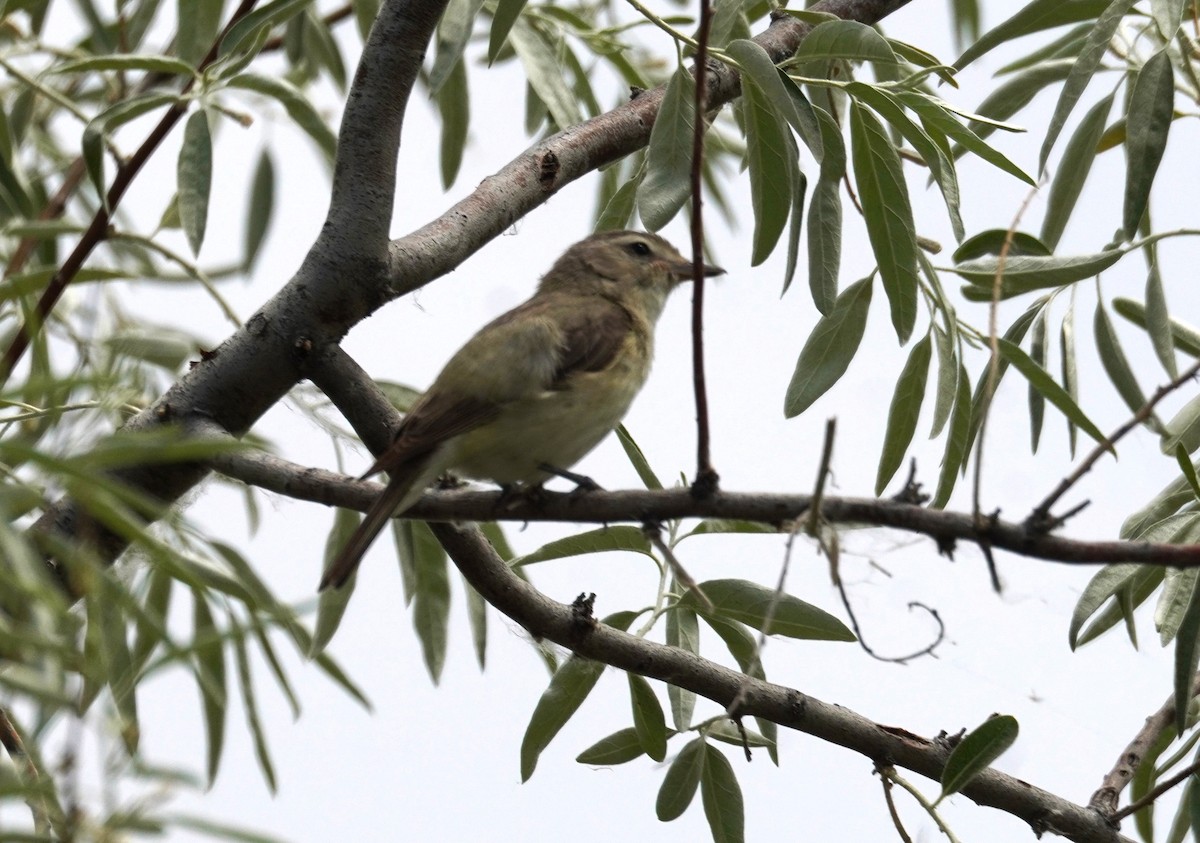 Warbling Vireo - ML620723832