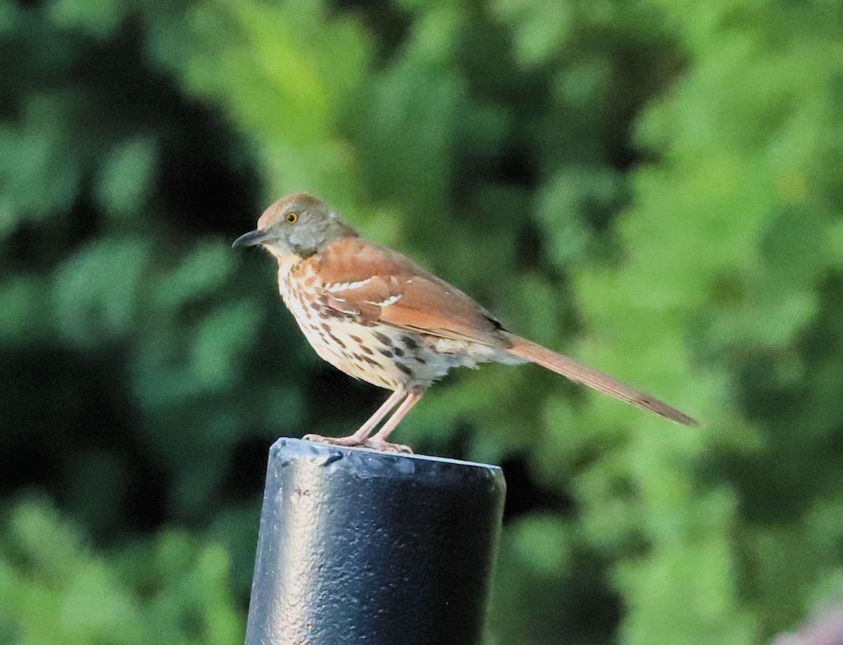 Brown Thrasher - DICK GRUBB