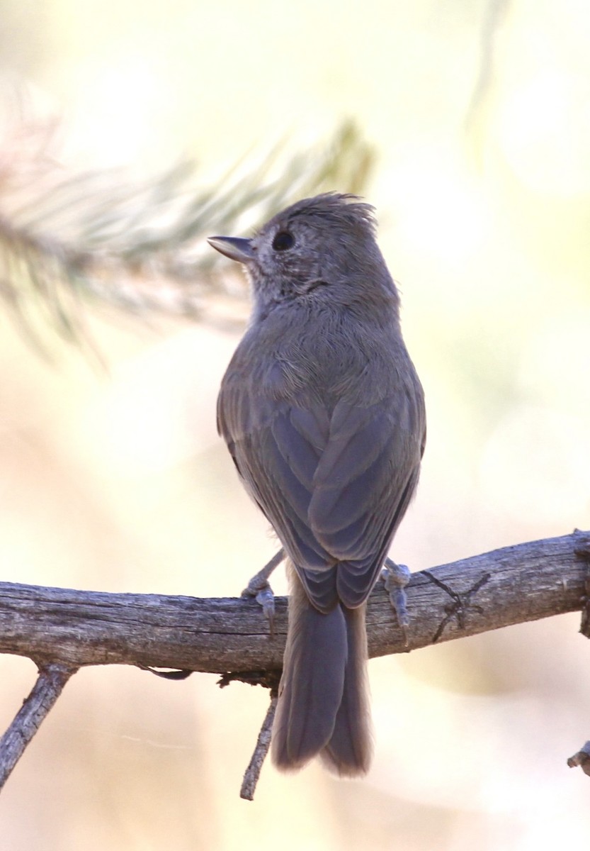 Juniper Titmouse - ML620723840