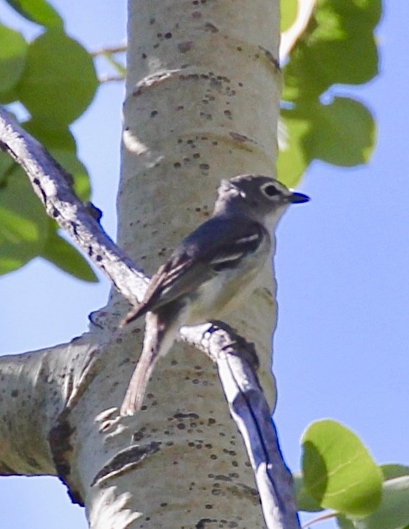 Plumbeous Vireo - maxine reid