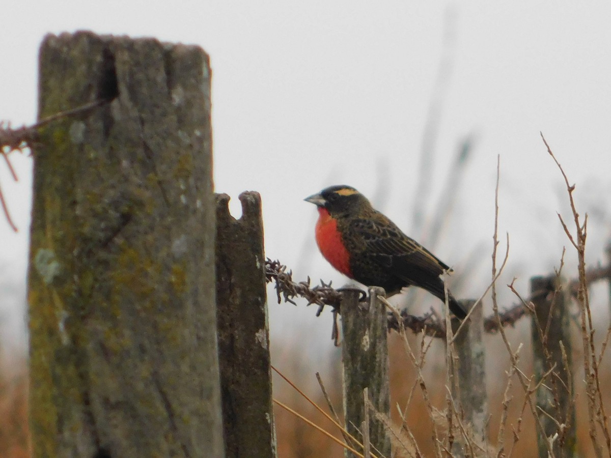 White-browed Meadowlark - ML620723851