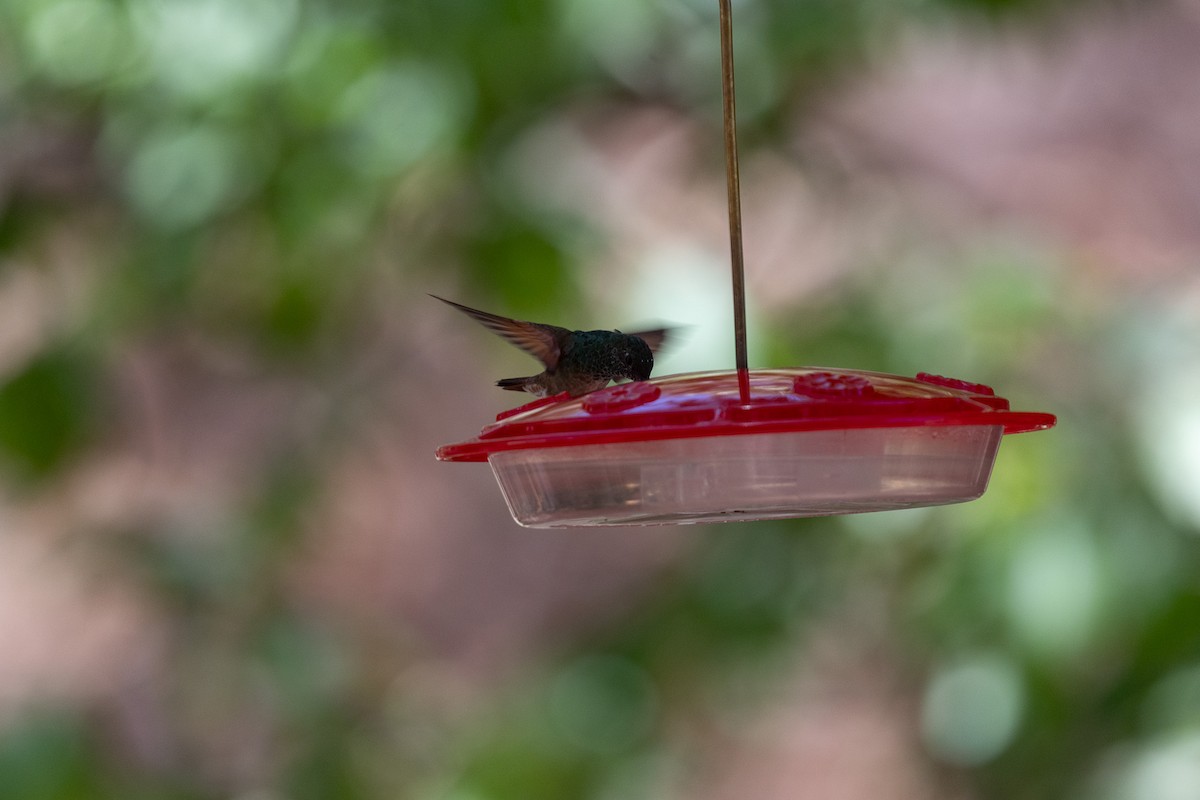 Violet-crowned Hummingbird - ML620723860