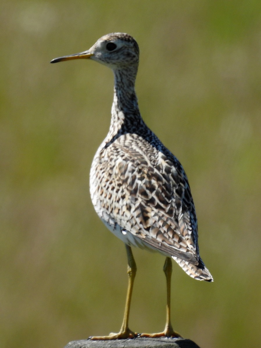 Upland Sandpiper - ML620723861