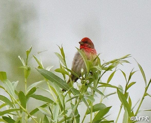 Common Rosefinch - ML620723877