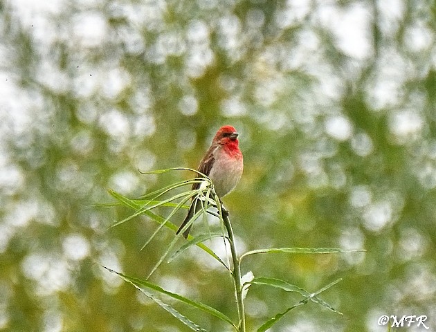 Common Rosefinch - ML620723878