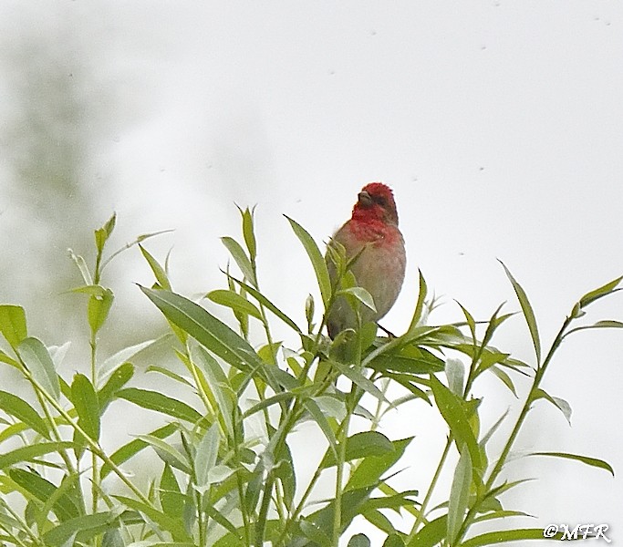 Common Rosefinch - ML620723879