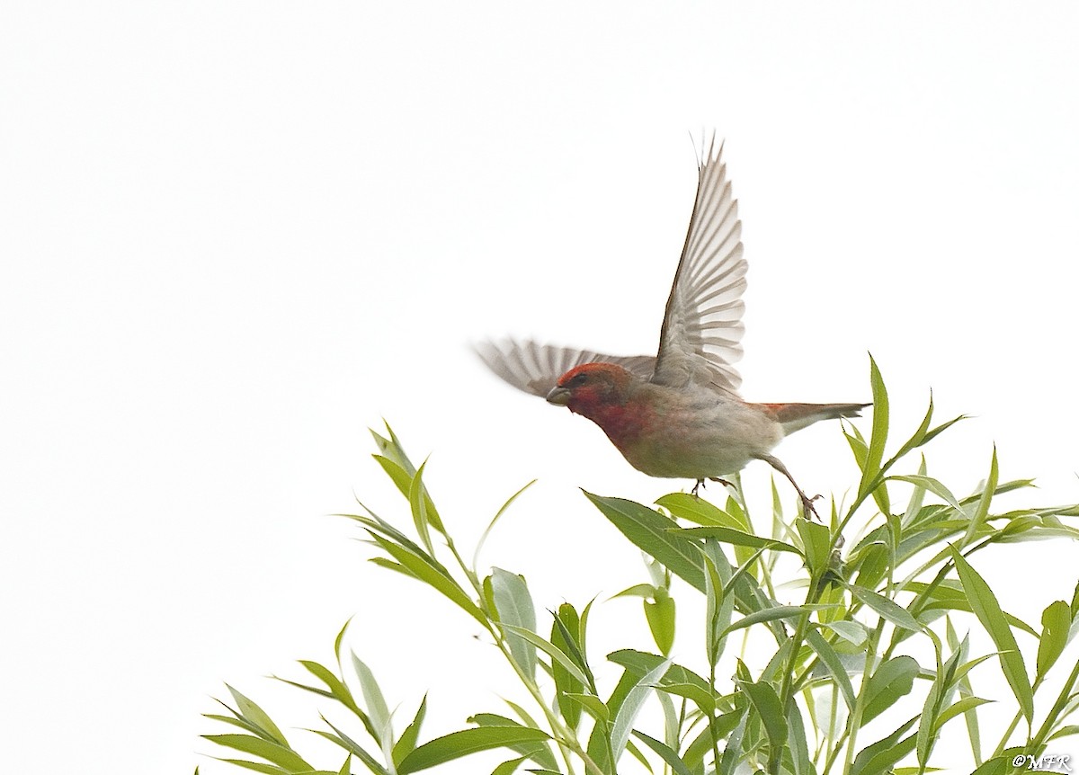 Common Rosefinch - ML620723880