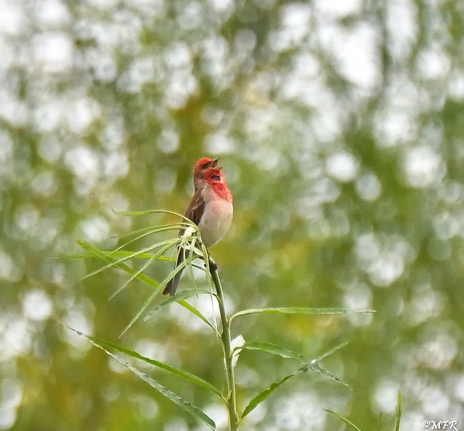 Common Rosefinch - ML620723882