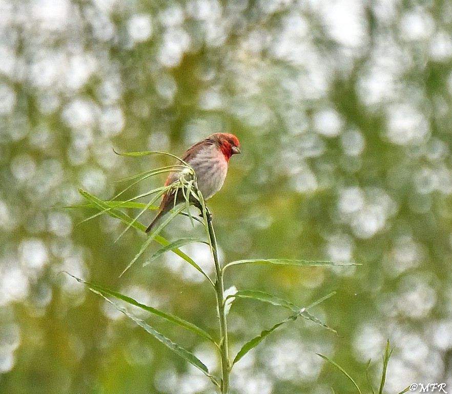 Common Rosefinch - ML620723883