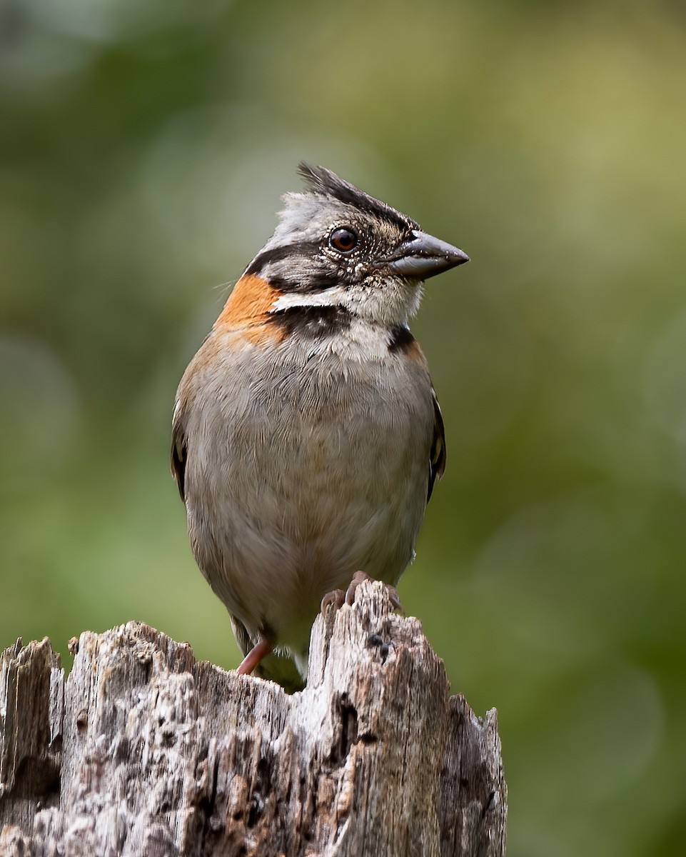 Rufous-collared Sparrow - ML620723892