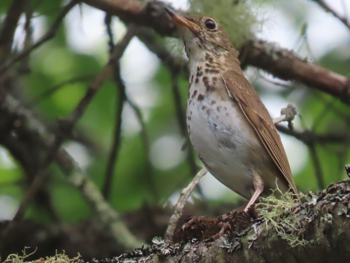 Hermit Thrush - ML620723893