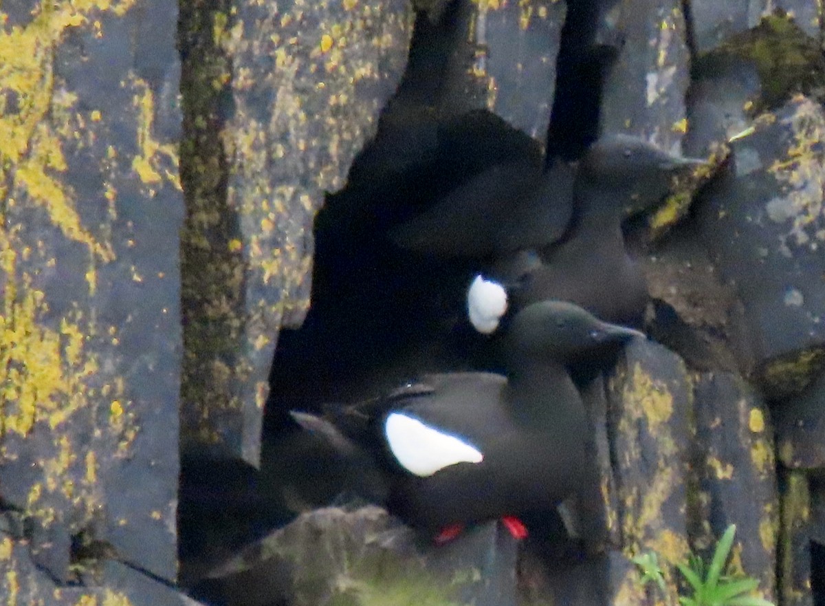 Black Guillemot - ML620723896