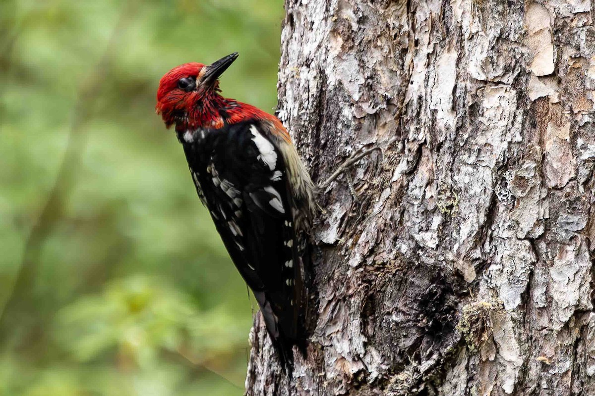 Red-breasted Sapsucker - ML620723898