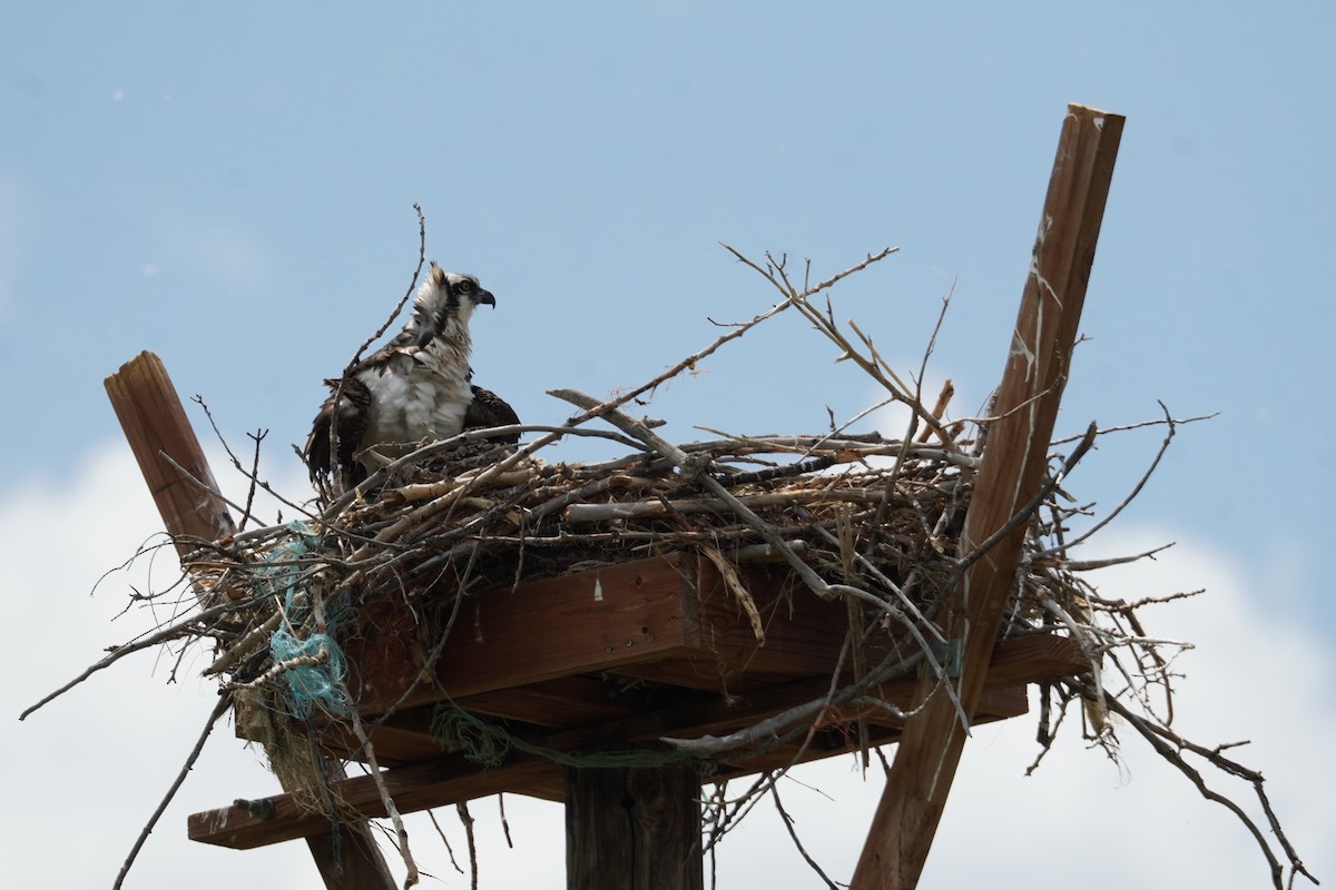 Osprey - Kristy Dhaliwal