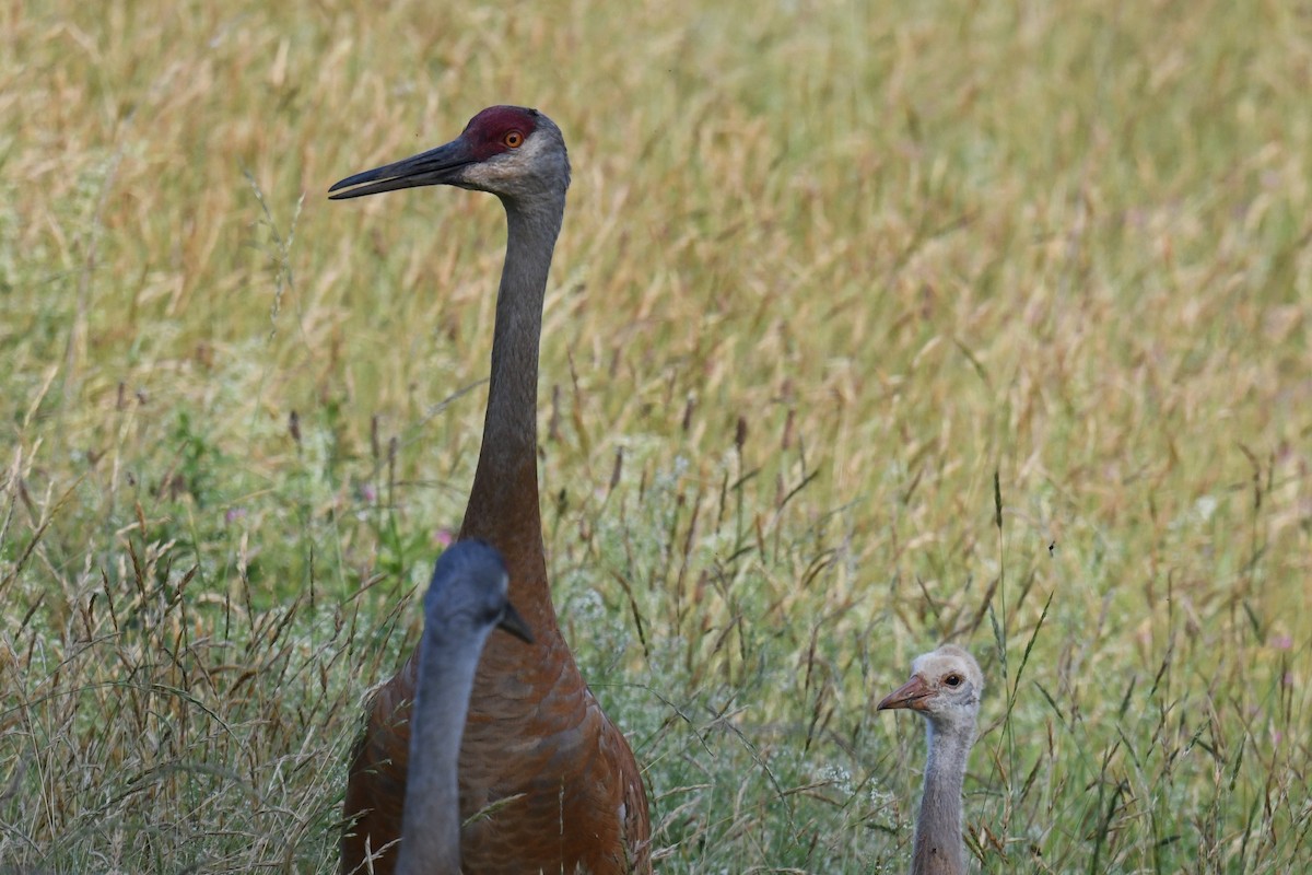 Sandhill Crane - ML620723913