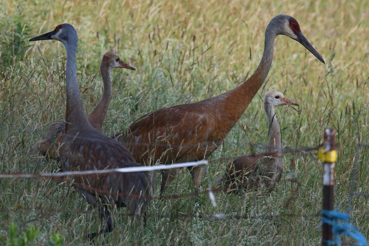 Grulla Canadiense - ML620723914