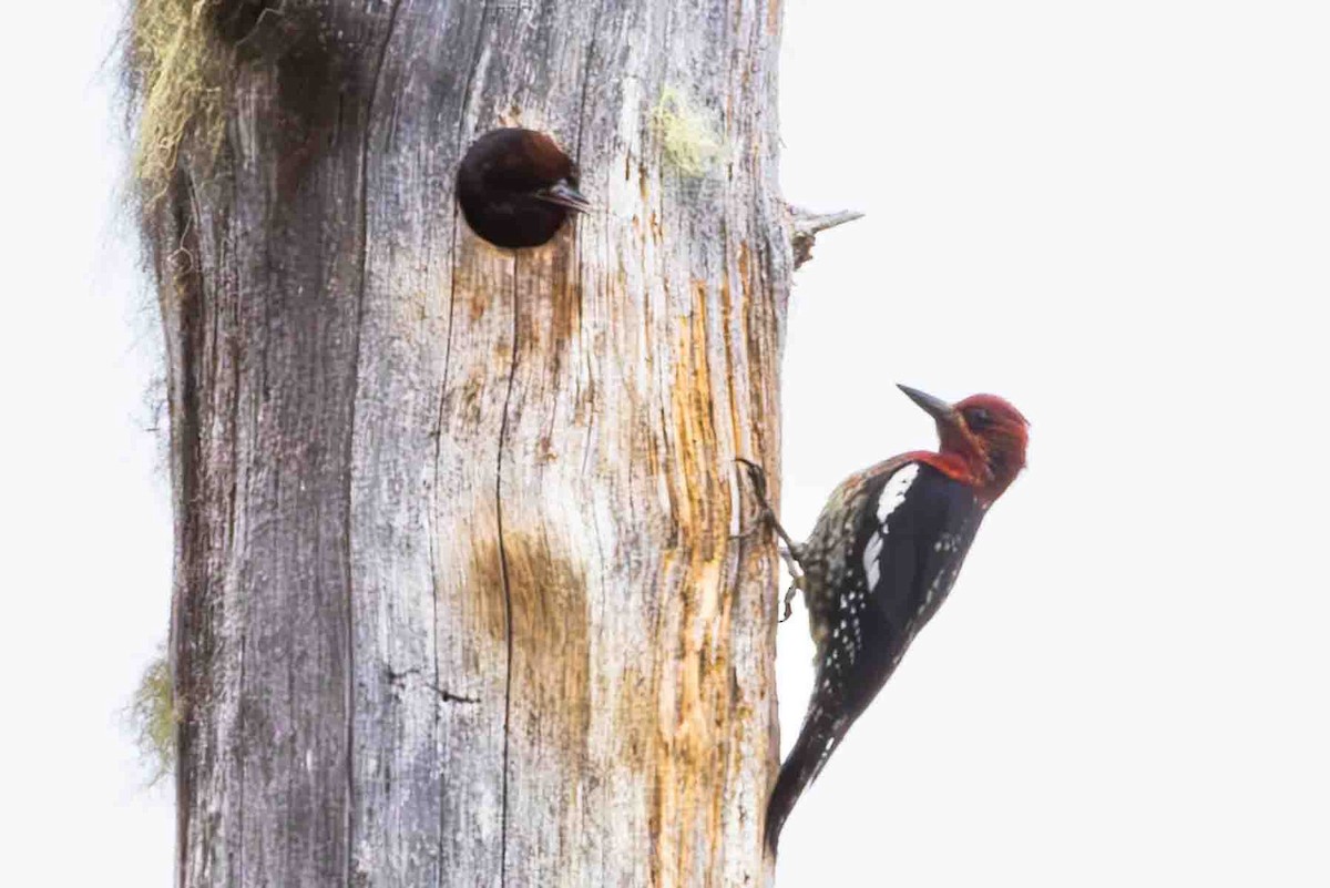 Red-breasted Sapsucker - ML620723918