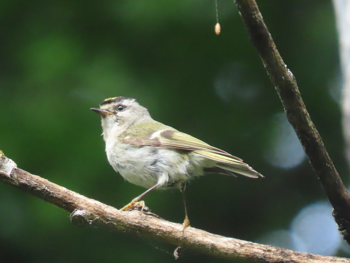 Roitelet à couronne dorée - ML620723920